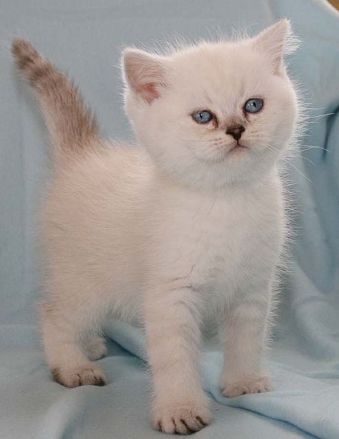 Britisch-Kurzhaar Katerkind in Silver-Point sucht neue Eltern - Katzen - Duisburg