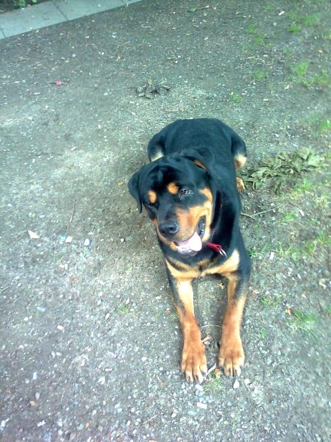 Rottweiler Rüde 18 Monate sehr schön und kräftig  - Hunde - Hamburg
