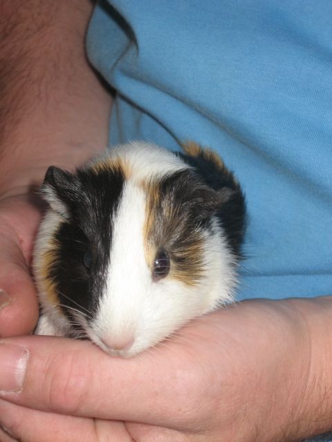 Handzamme Meerschweinchen - Meerschweinchen - Ritzing