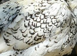 Hauben Hühner aus Naturbrut Nachzucht abzugeben, geimpft und entwurmt, robust fi - Nutztiere - Donau - Iller