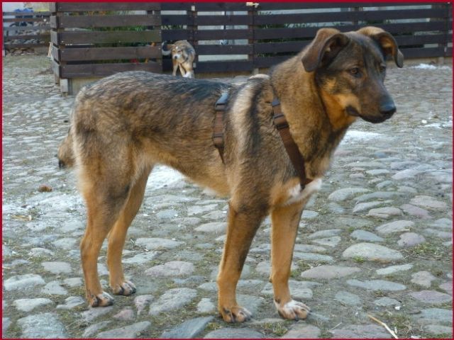 Mischling   kastrierte Hündin, 10 Mon.  Luca - Tiere In Not - Sachsen Anhalt