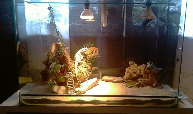 Handzahmes Bartagamen Pärchen sucht liebevolles Zuhause - Reptilien - Hamminkeln