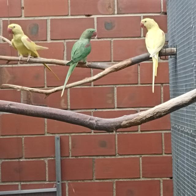 2,0 Großer Alexandersittich Lutino - Voegel - Rahden