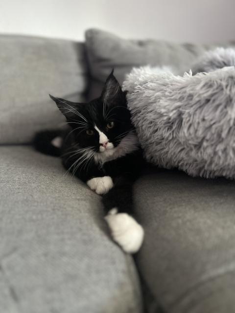 Wunderschöner Maine Coon Kater sucht seine Menschen - Katzen - Berlin