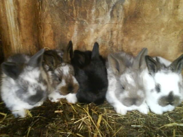 5 Häschen abzugeben  - Hasen Kaninchen - Boxberg