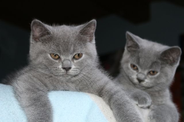 Supertolle Bkh-Kitten blau an liebevolle Besitzer abzugeben Geboren am 16.05.201 - Katzen - Elsenfeld-Eichelsbach