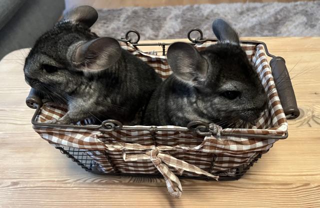 Chinchilla Babies, Weibchen. - Sonst Nagetiere - Bruchsal 