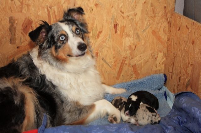 Onawa Aussies Welpen    - Hunde - Meckenheim