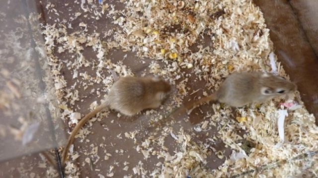 2 Rennmäuse aus Aachen suchen ein neues Zuhause - Maeuse - Aachen