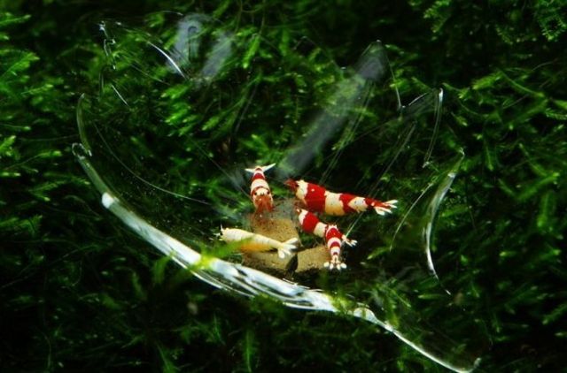 1 Futterschale Blattform für Garnelen Krebse Garnelenfutter Aquarium - Aquarien und Zubehoer - Delmenhorst