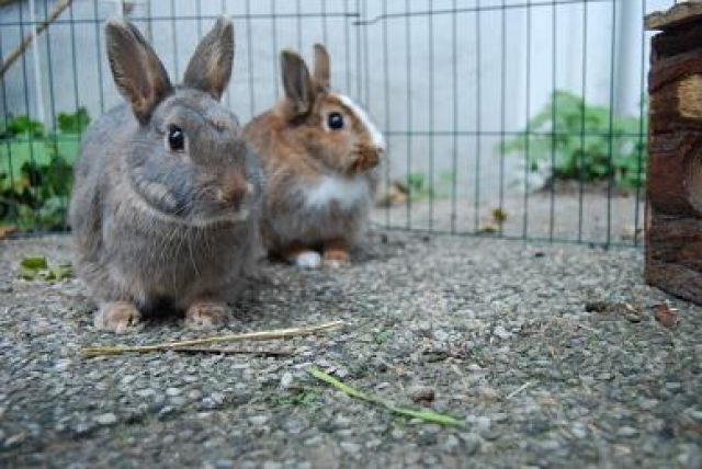 2 Kaninchen zu verschenken