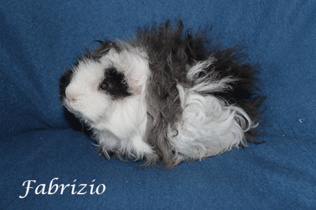 Lunkarya von den Kuschelschäfchen suchen... - Meerschweinchen - Wismar