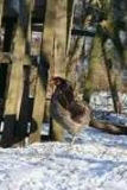 Araucana hühner - Voegel - Großtraberg 56