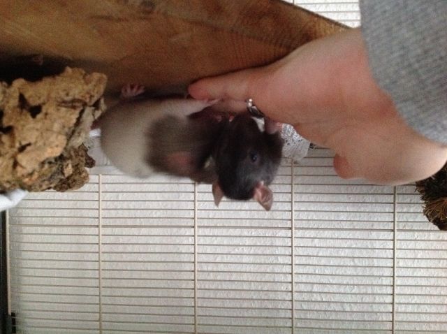 5 Rattenmädels zu verschenken   - Ratten - Meerbusch