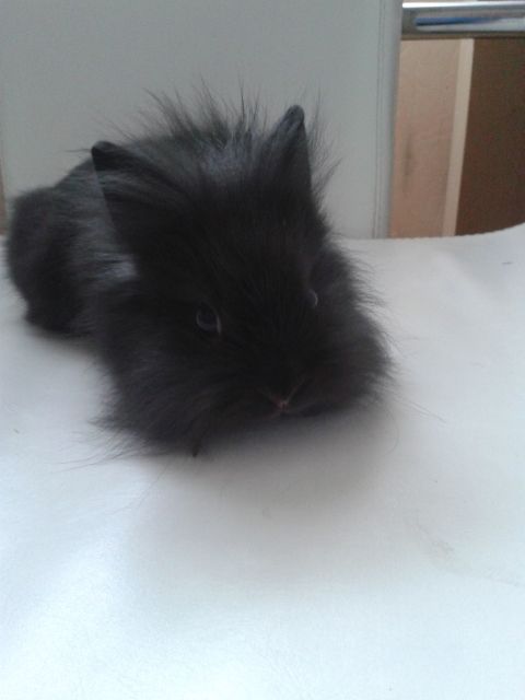 4baby Löwenköpfchen - Hasen Kaninchen - Wiesbaden