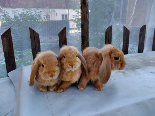 Verkaufe bzw. tausche Zwergwidder gelb - Hasen Kaninchen - Manching