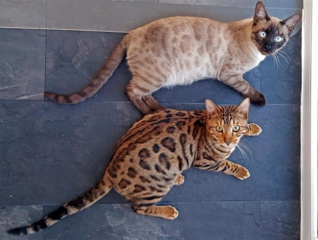 2 brilliante Bengal Kater abzugeben Brown Tabby   Solid Snow  Stammbaum  - Katzen - Kaufbeuren