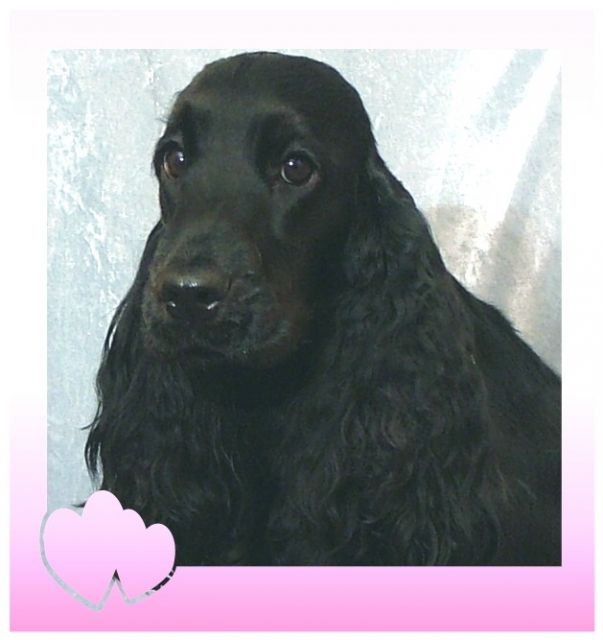 Cocker Spaniel Hündin - Hunde - Am Wiesengrund 48