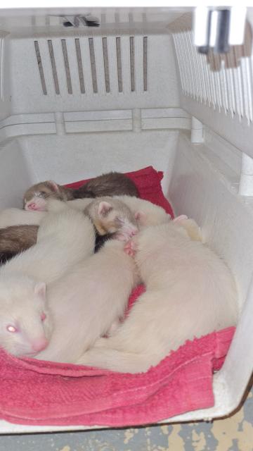 Frettchen Babys  - Frettchen - Syke