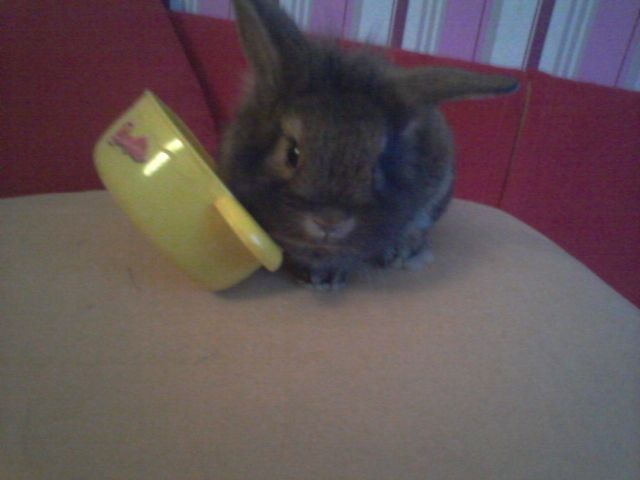 Hasenbabys zu Verkaufen  - Hasen Kaninchen - düsseldorf