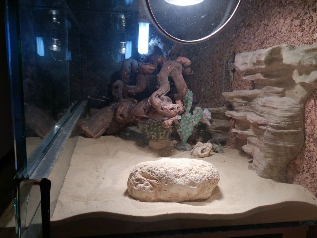 Terrarium 100cmx50cmx50cm plus 2 Jahre alte Bartagame zu verkaufen - Reptilien - Duisburg