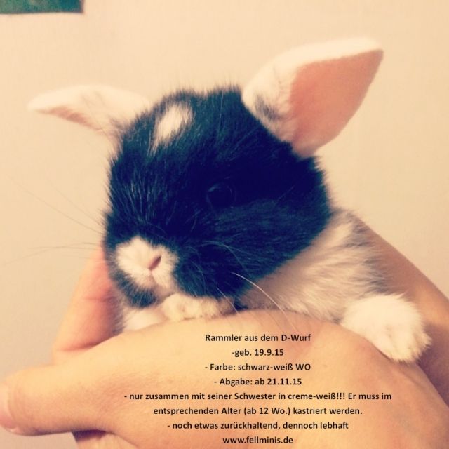 NHD Widder Kaninchen Häsin Rammler Babys Jungtiere - Hasen Kaninchen - Chemnitz