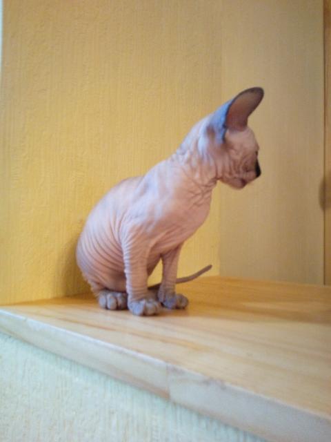 Sphynx haarlose Kätzchen TICA registriert - Katzen - Hamburg