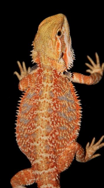 Wunderschöne Farbbartagamen-Nachzuchten 100% Hypo - Reptilien - mönchengladbach