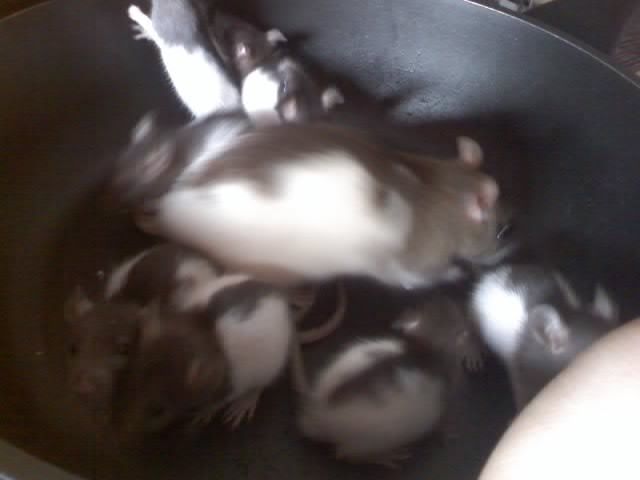 8 Rattenbabys und 3 Rattenmütter abzugeben - Ratten - Hagen