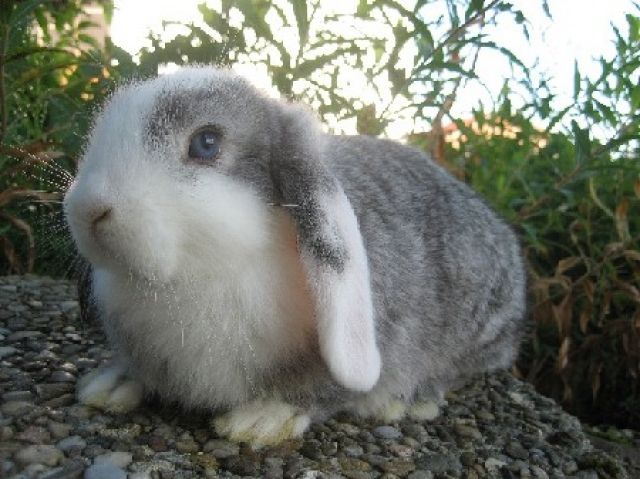 Schöne Zwergwidderhäsin - Hasen Kaninchen - München