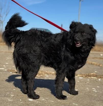 Kuni - Gemütlicher Kunibert (Kuni) - Hunde - Königsbach-Stein 