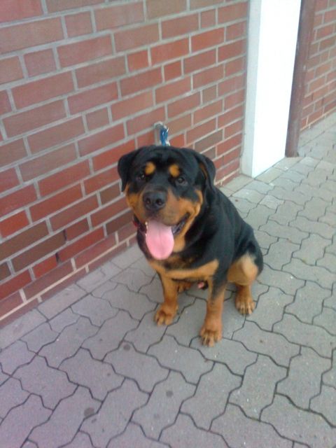 Hunde Kleinanzeigen | Hunde Annoncen | Hunde Inserate | Hunde ...