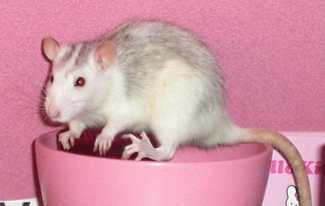 Zahme und Süße Ratten in Liebe Hände abzugeben - Ratten - Gifhorn