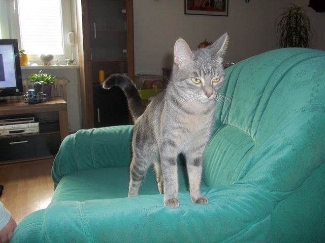 Grau getigerte Katze in 87727 Babenhausen vermisst - Entlaufen Zugelaufen - Babenhausen