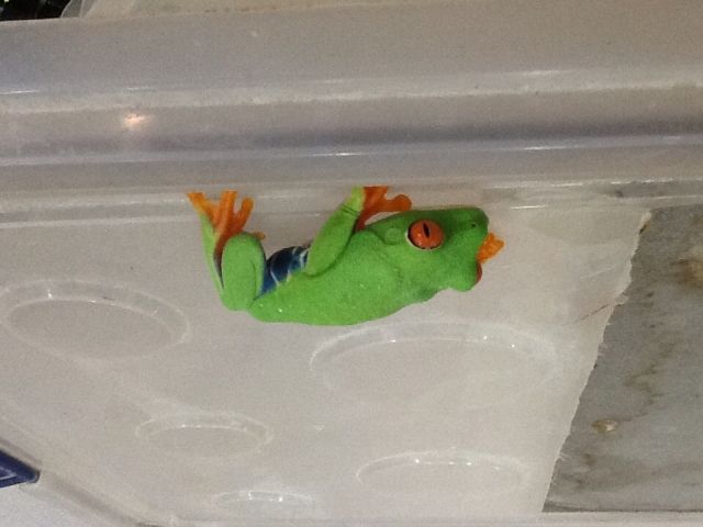 Rotaugenlaubfrösche   - Reptilien - Sömmerda