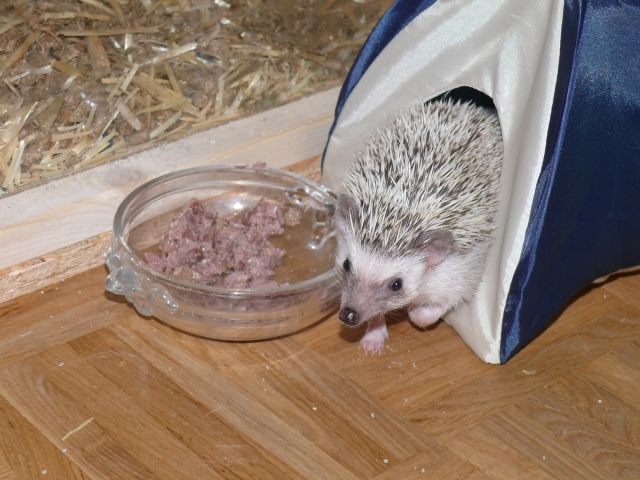2 liebe Weißbauchigel Mädels 7 Mon  1,60 Terrarium - Sonstige Haustiere - Düsseldorf