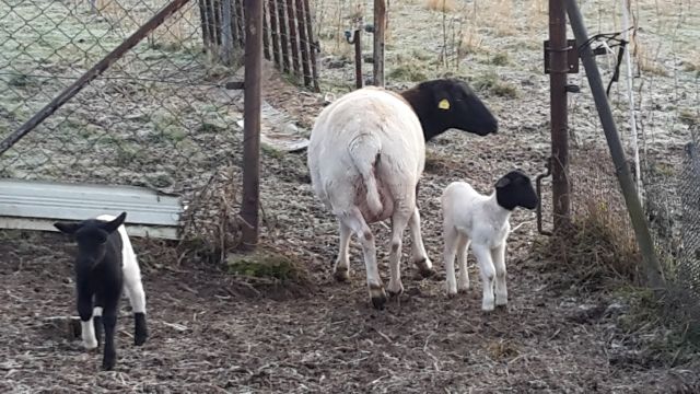 Doper Schafe - Nutztiere - Heukewalde