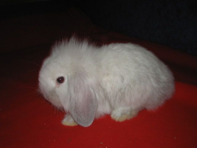 Kleiner Zwergwidder sucht noch ein zu Hause - Hasen Kaninchen - Wandlitz