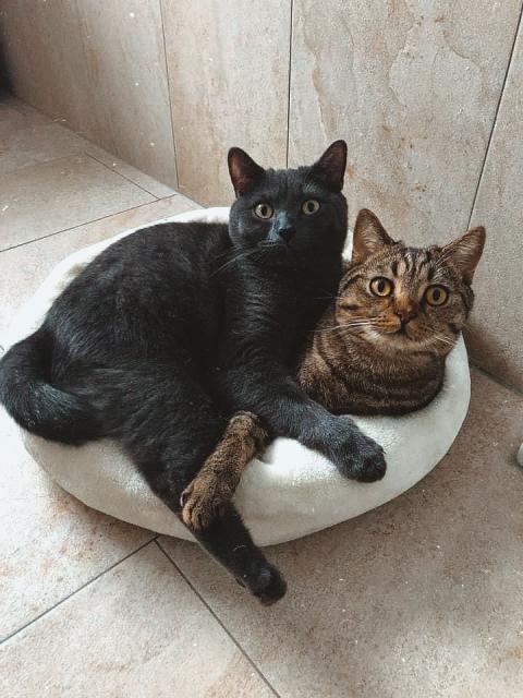 Liebevolle BKH Brüder - Katzen - Lich