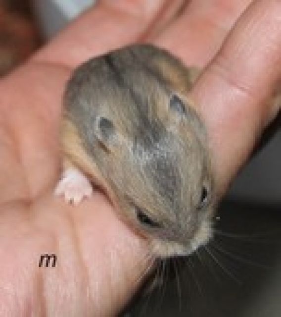 Artreine Campbell Männchen Gruppe auch Überregional - Hamster - Rodenbach