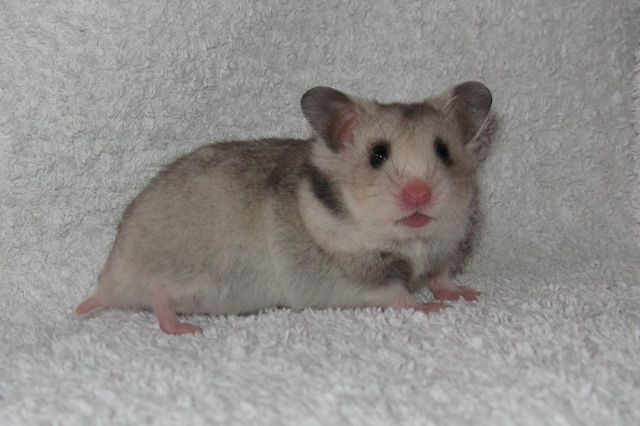 Junge Goldhamster u. Teddyhamster in versch. Farben aus artgerecher Zucht in - Hamster - Hamburg