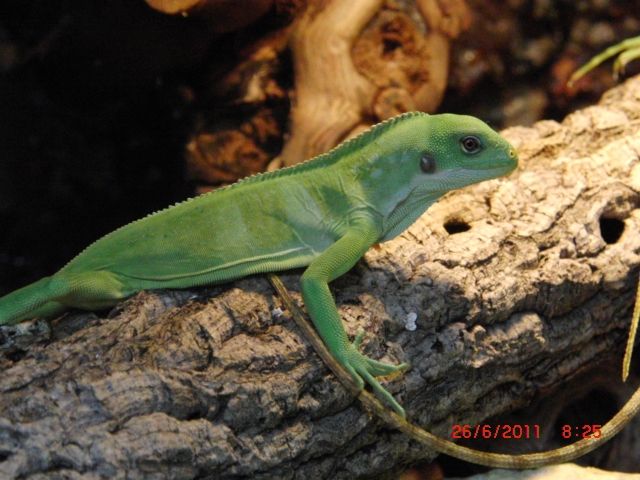 Fidschi-Leguane  Brachylophus fasciatus Spotted  - Terrarien - Pocking