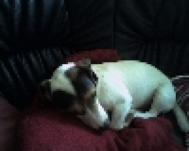 Frau - Hunde - wismar