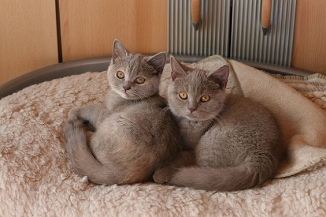 BKH Kitten suchen für Anfang Oktober ihr Zuhause - Katzen - 14478