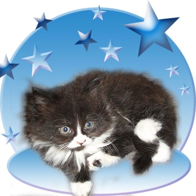 Waldkatze Mix Nordeutschland Katzenbaby - Katzen - Mölschow