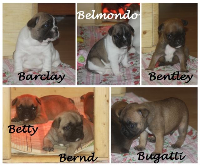 6 französische Bulldoggen Welpen suchen ihren Menschen ... - Hunde - Waldfeucht