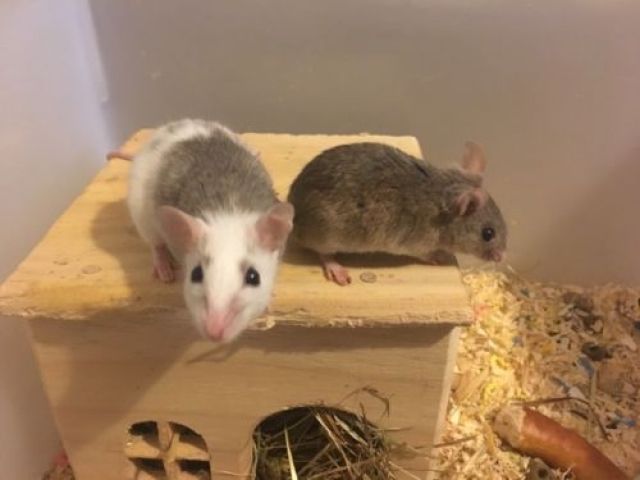 Vielzitzenmäuse, Farbmäuse, Ratten - Maeuse - Deuerling