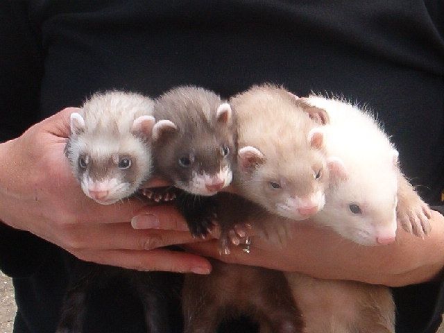 Frettchenbabys zu verkaufe - Frettchen - Steinburg