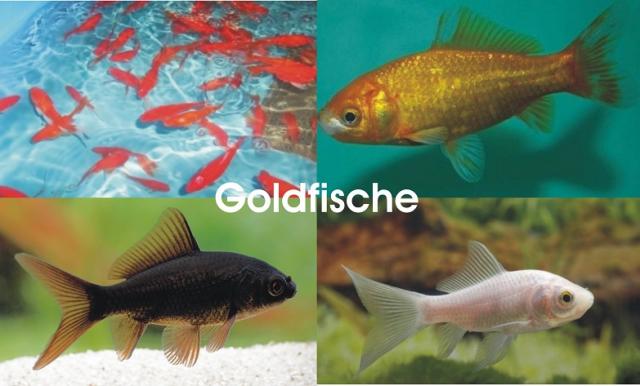 Goldfische - Koi - Teichfische - Muscheln - Krebse // Fischfarm Eske - Fische - Handewitt