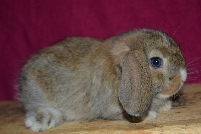 Wir haben wundervollen NHD/Zwergwidder,Farbenzwerge,Löffelohr Nachwuchs. - Hasen Kaninchen - wolfhagen